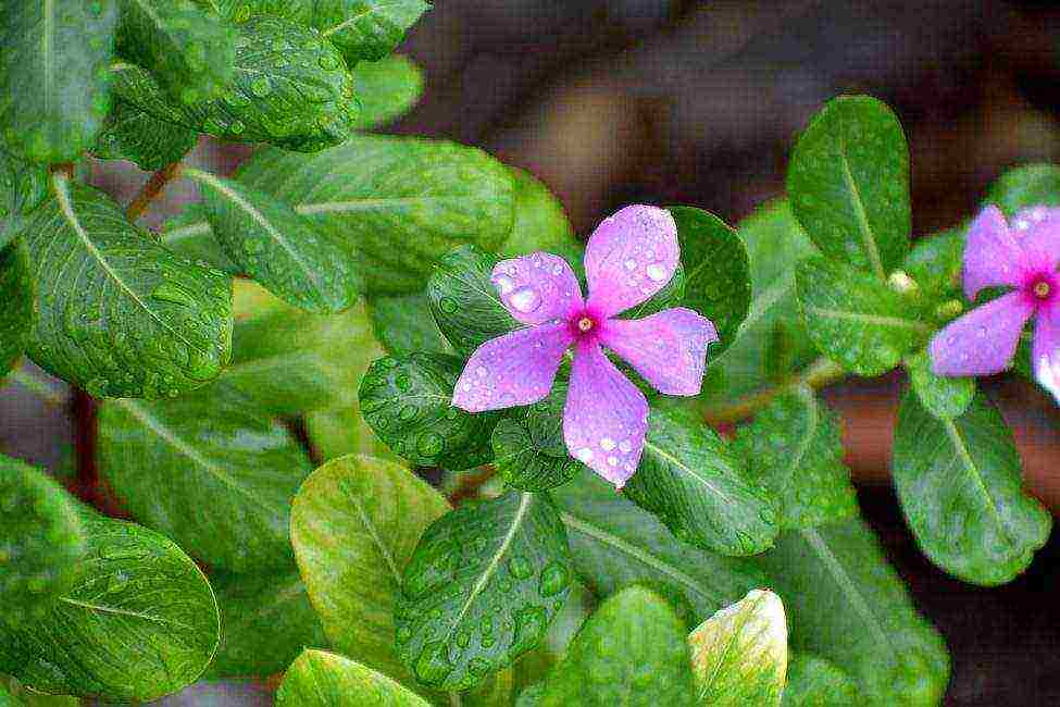 periwinkle planting and care in the open field in siberia