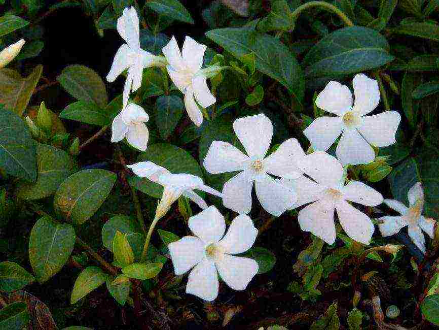 periwinkle planting and care in the open field in siberia