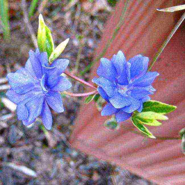 periwinkle na pagtatanim at pangangalaga sa bukas na bukid sa siberia