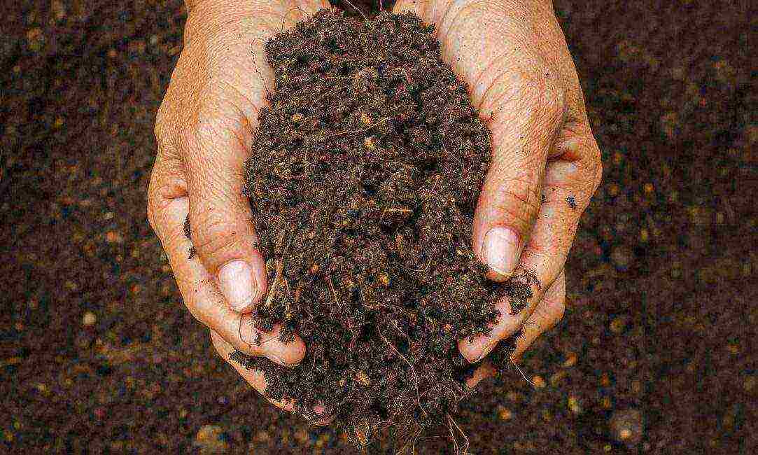 periwinkle planting and care in the open field in siberia