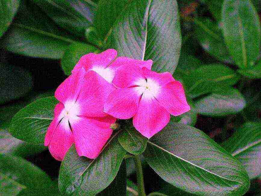 periwinkle planting and care in the open field in siberia