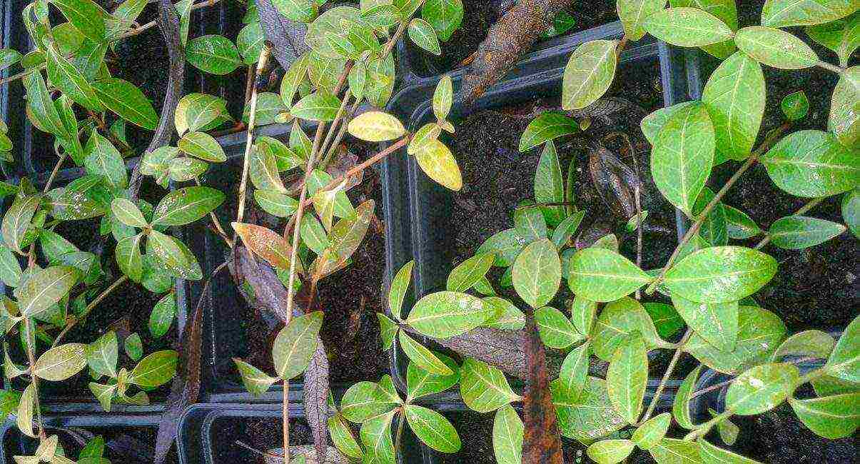 periwinkle planting and care in the open field in siberia