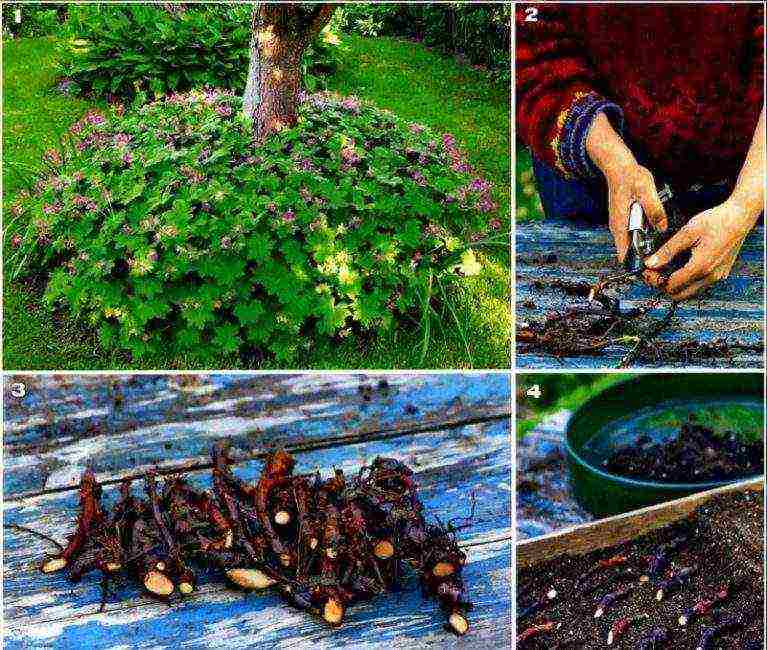 periwinkle planting and care in the open field in siberia