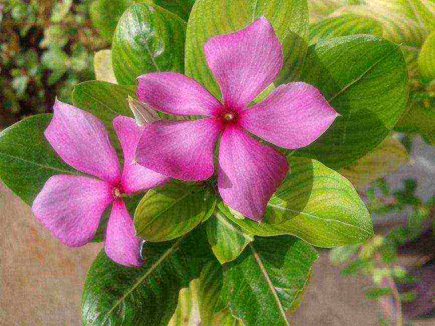 periwinkle na pagtatanim at pangangalaga sa bukas na bukid sa siberia