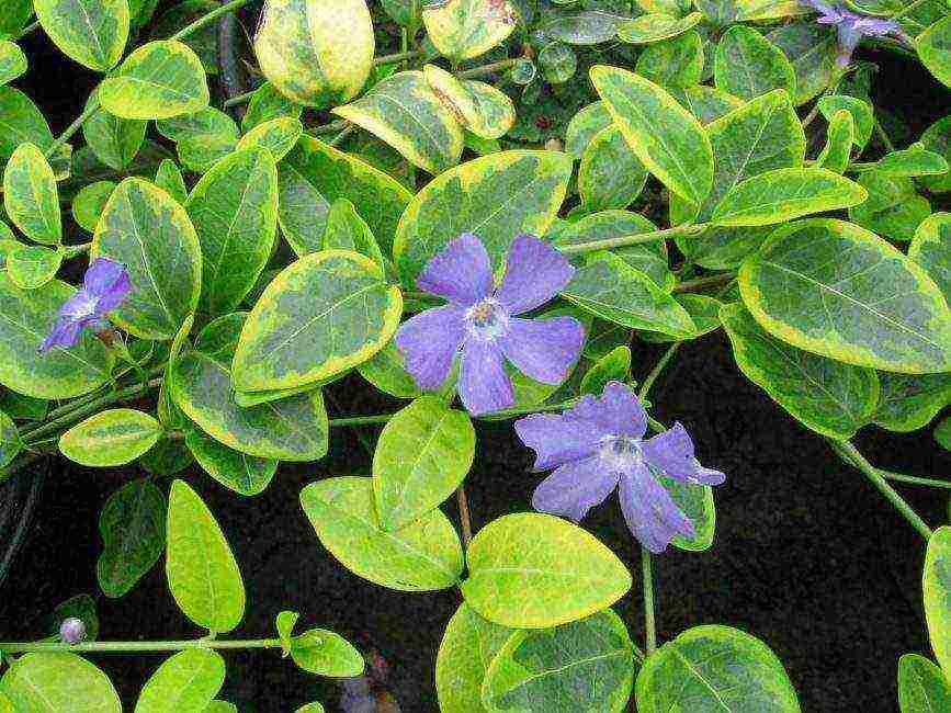 periwinkle planting and care in the open field in siberia