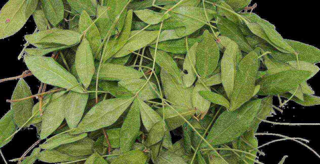 periwinkle na pagtatanim at pangangalaga sa bukas na bukid sa siberia