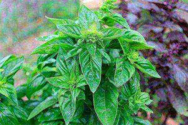 green basil best varieties