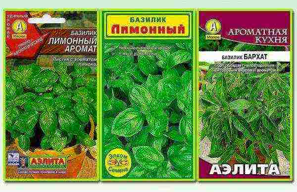 green basil best varieties