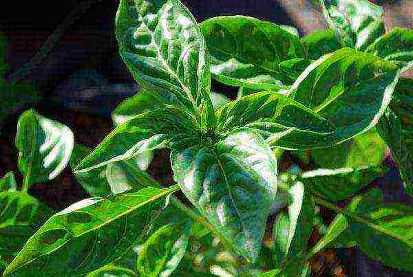 green basil best varieties