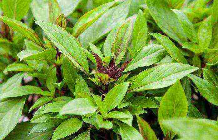 green basil best varieties