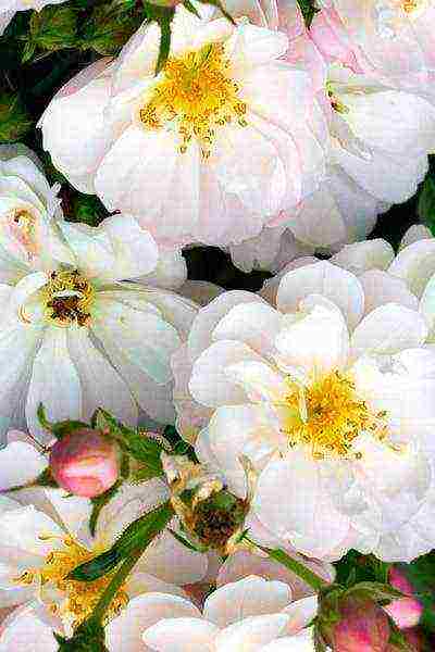 bijele ruže najbolje sorte
