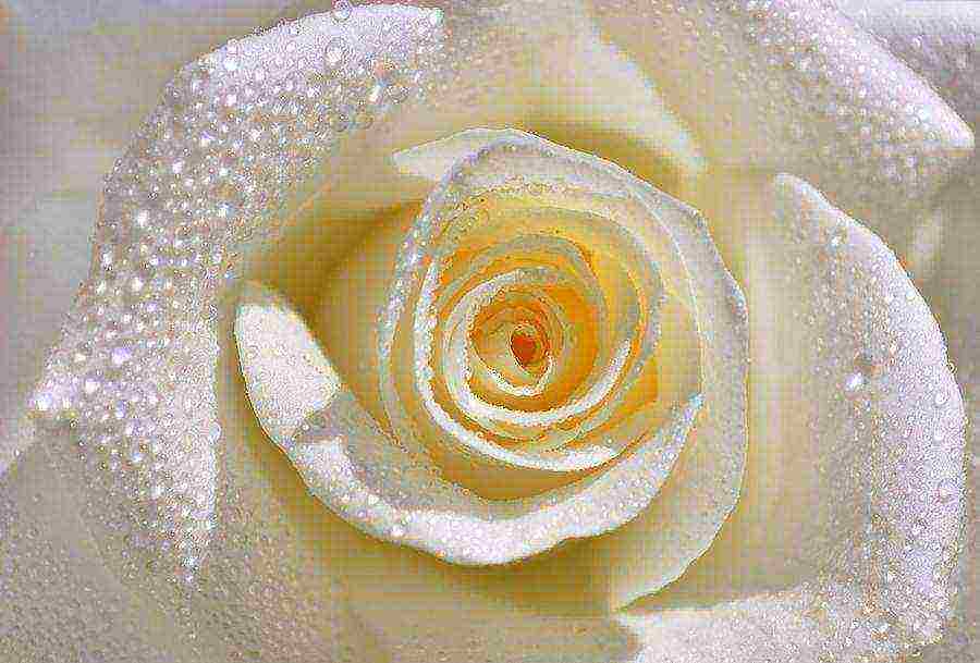 white rose best varieties