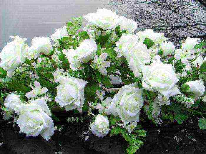 white rose best varieties