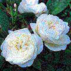 white rose best varieties