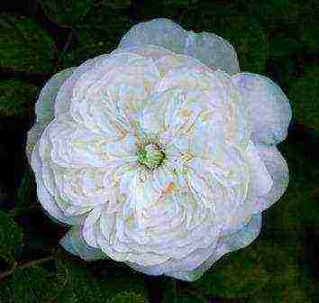 white rose best varieties