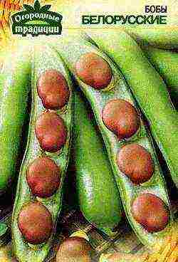 beans the best sugar varieties