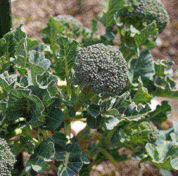 broccoli the best varieties for siberia