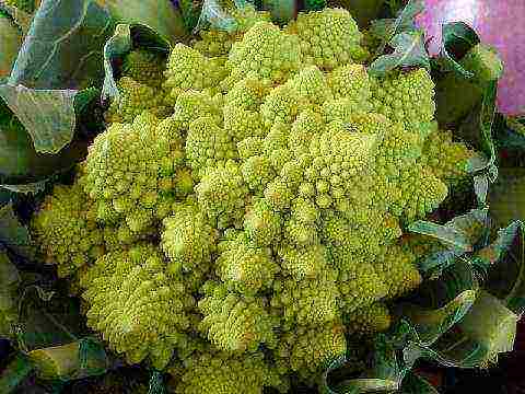 broccoli ang pinakamahusay na mga varieties para sa siberia