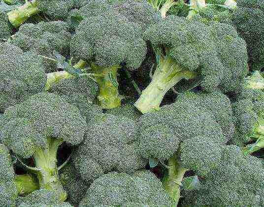 broccoli ang pinakamahusay na mga varieties para sa siberia