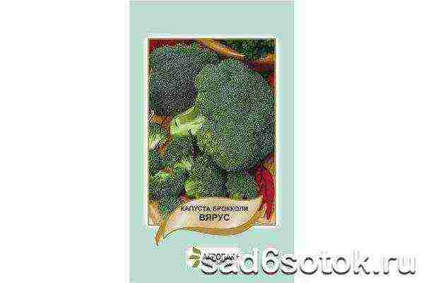 broccoli the best varieties for siberia