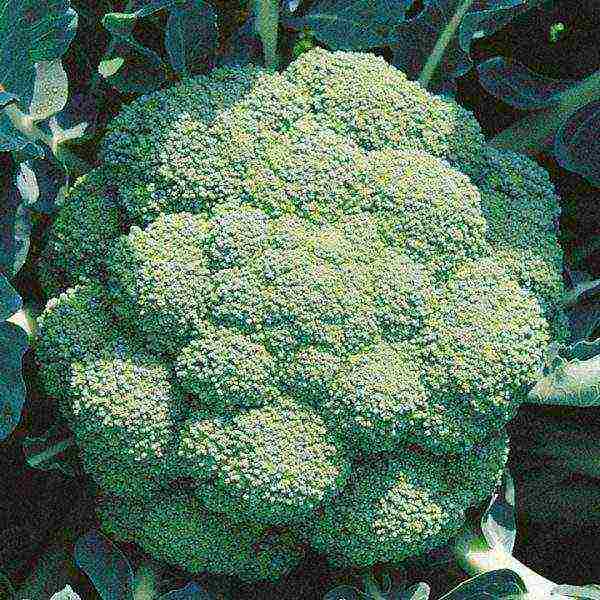 broccoli ang pinakamahusay na mga varieties para sa siberia