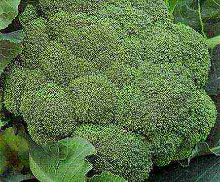 broccoli ang pinakamahusay na mga varieties para sa siberia