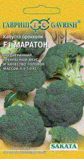 broccoli the best varieties for siberia