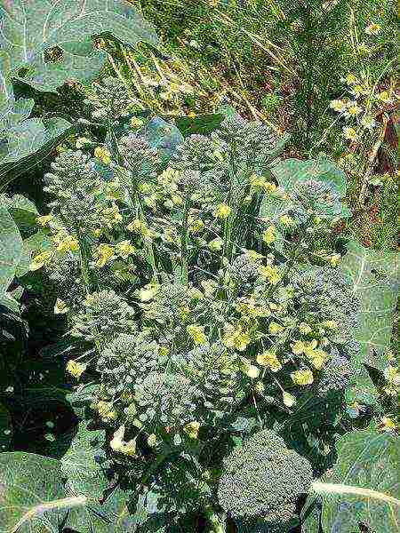 broccoli the best varieties for siberia