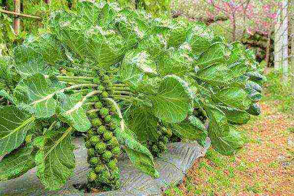 brussels sprouts the best varieties