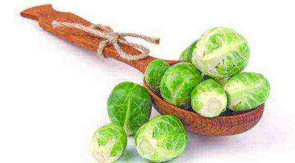 brussels sprouts the best varieties