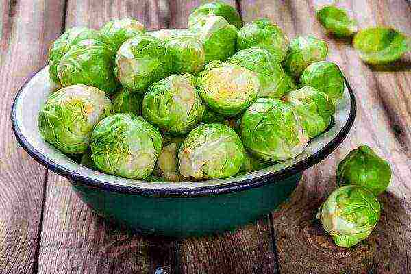 brussels sprouts the best varieties