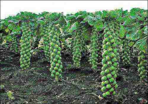 brussels sprouts the best varieties