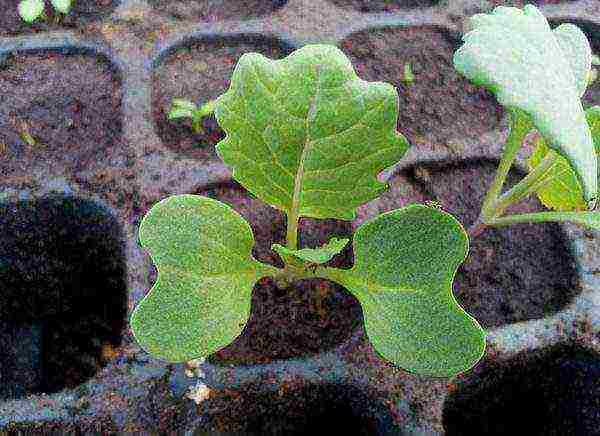 brussels sprouts the best varieties