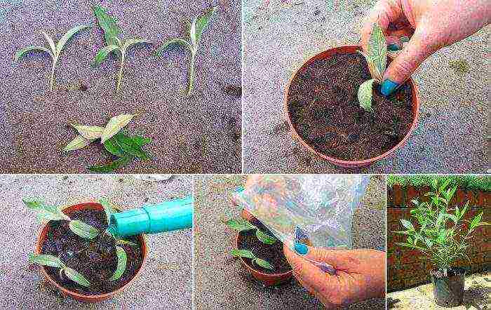 planting and care in the open field in the Leningrad region