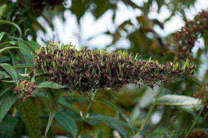 planting and care in the open field in the Leningrad region