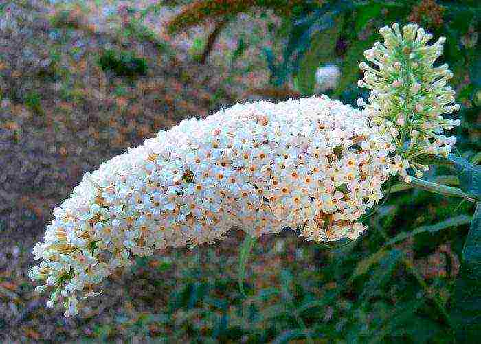 planting and care in the open field in the Leningrad region