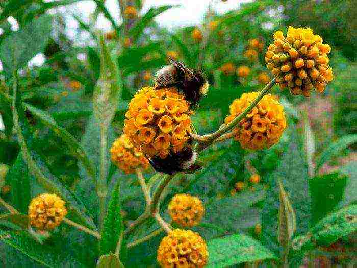 planting and care in the open field in the Leningrad region