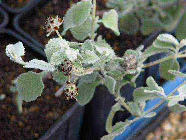 planting and care in the open field in the Leningrad region