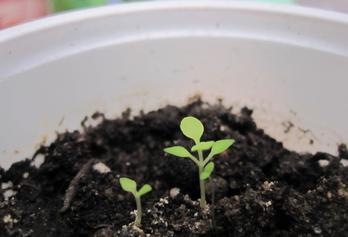 planting and care in the open field in the Leningrad region