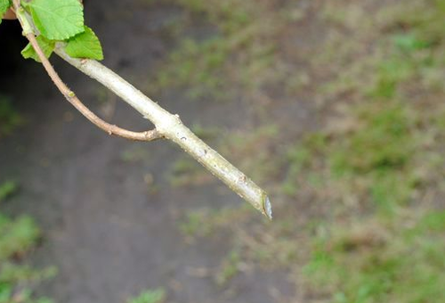 planting and care in the open field in the Leningrad region