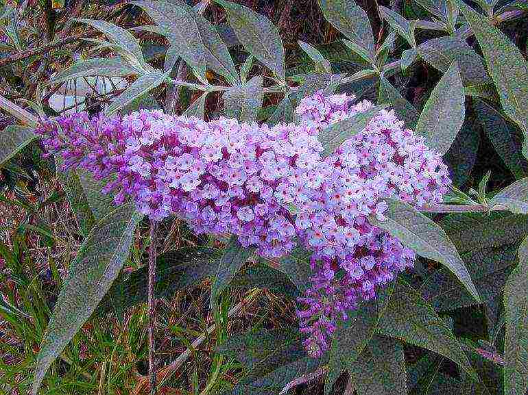 when planting and care in the open field in the suburbs