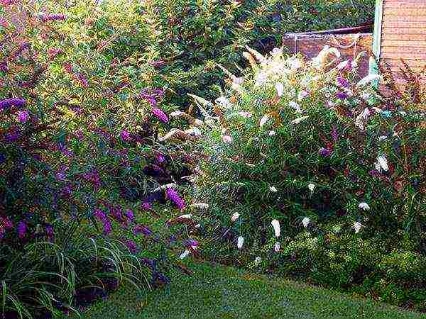 when planting and care in the open field in the suburbs