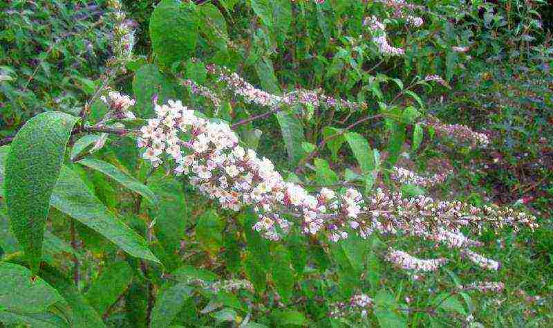 when planting and care in the open field in the suburbs