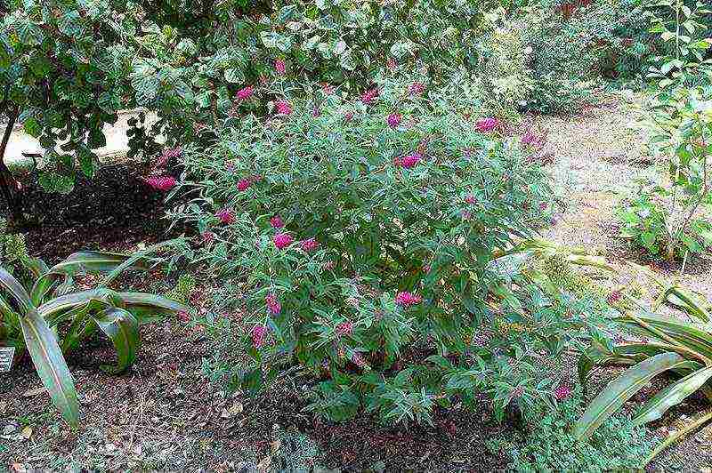 when planting and care in the open field in the suburbs