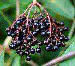 Elderberry black การดูแลและปลูกและดูแลในทุ่งโล่ง