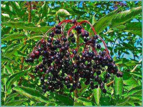 Elderberry black การดูแลและปลูกและดูแลในทุ่งโล่ง