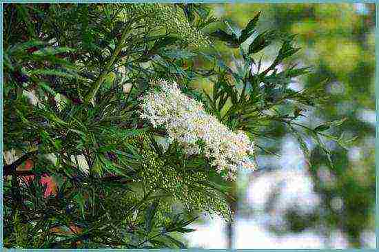 elderberry black care and planting and care in the open field