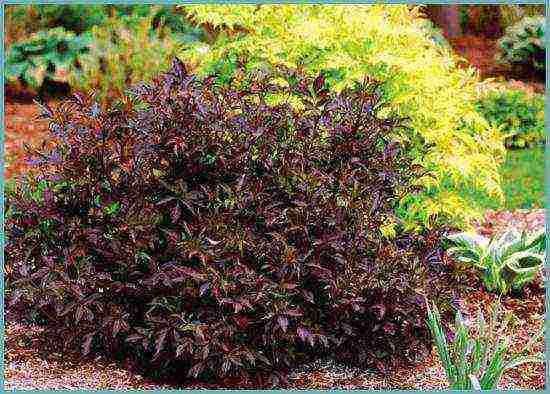 elderberry black care and planting and care in the open field