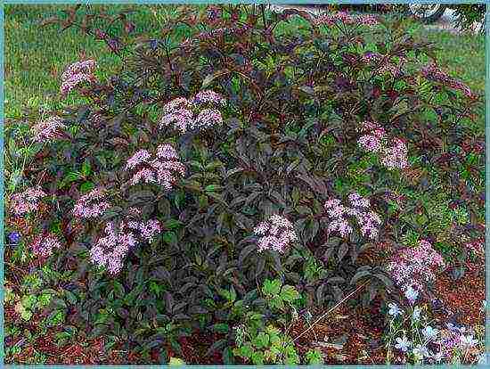 elderberry black care and planting and care in the open field