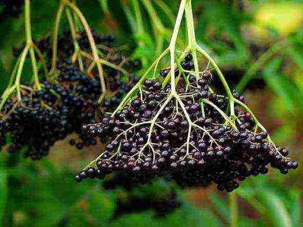 Elderberry black การดูแลและปลูกและดูแลในทุ่งโล่ง
